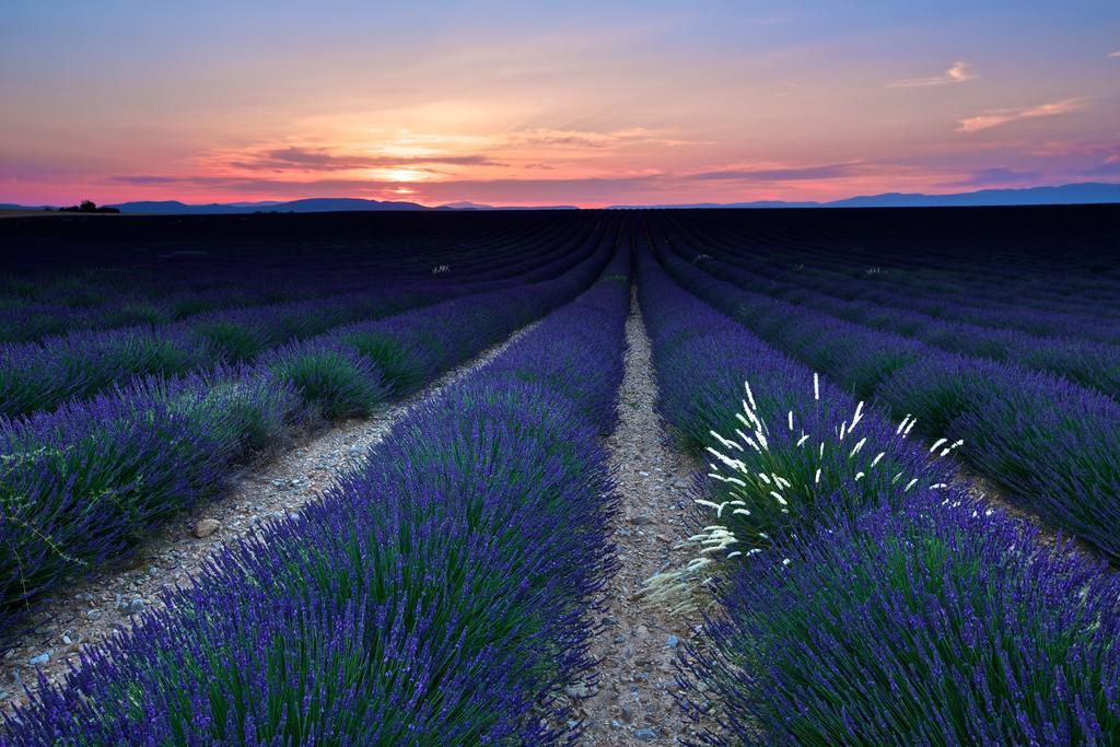 La Maison Des Collines Otel Allemagne-en-Provence Dış mekan fotoğraf